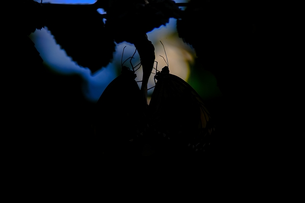 Whispers in the Dark Print