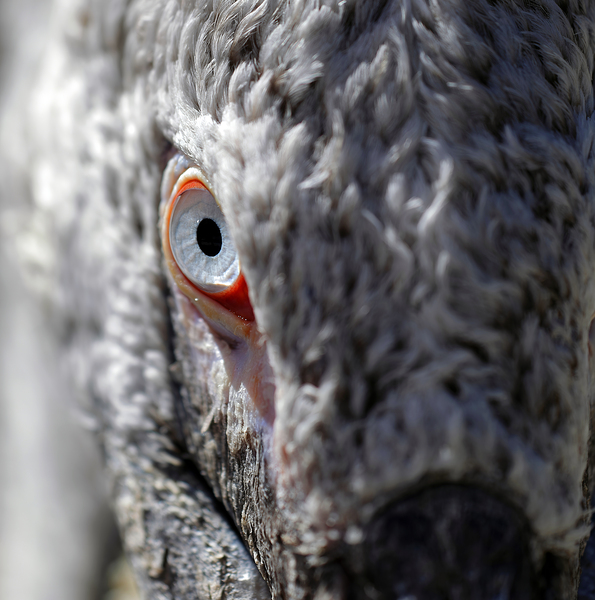 The Watchful Eye Print