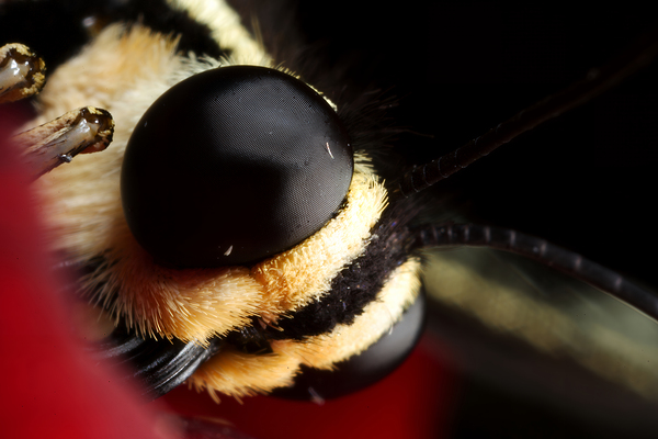 Eyes of the Microcosm Print