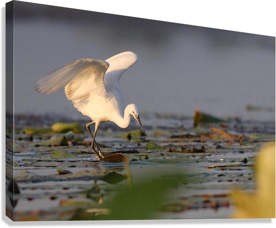 Dance of the Heron Canvas Print