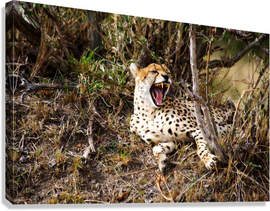 cheetah Africa Canvas Print