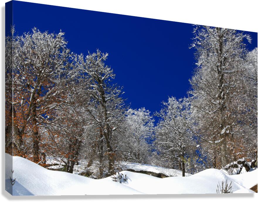  Silent White Canvas Print