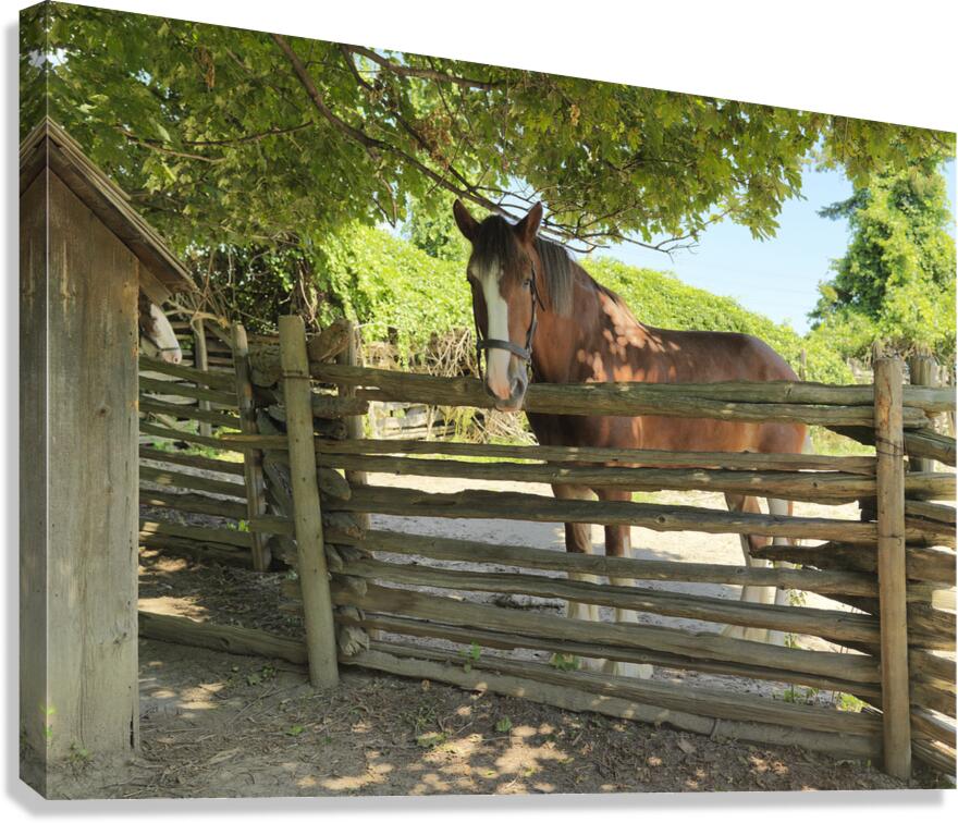 Brown Grace Canvas Print