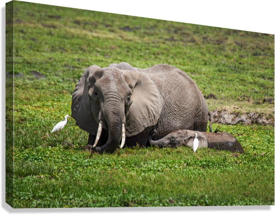 Gentle Giants Canvas Print