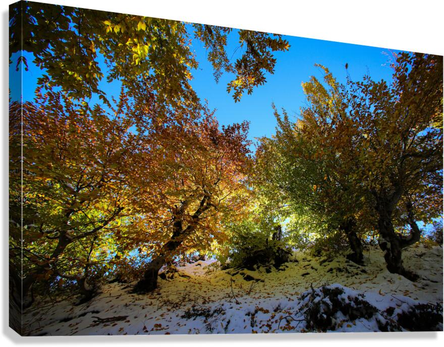 Embrace of Light Canvas Print