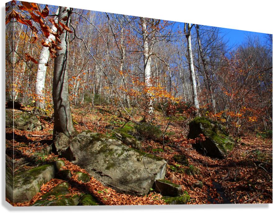 Echoes of Leaves Canvas Print