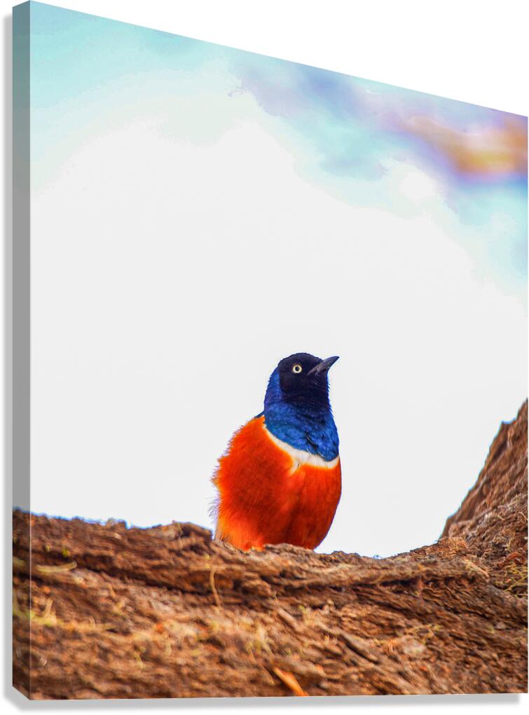 Feathered Jewel Canvas Print