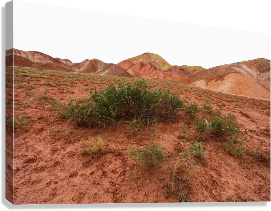 Roots of Fire Canvas Print