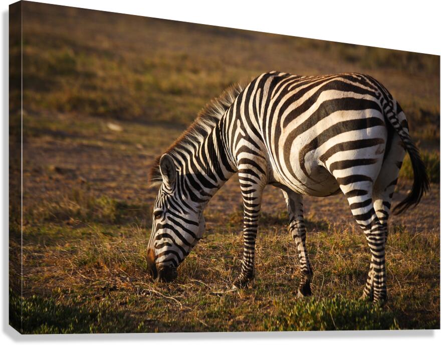 Stripes of Life Canvas Print