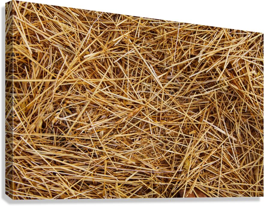 Silent Nest Canvas Print