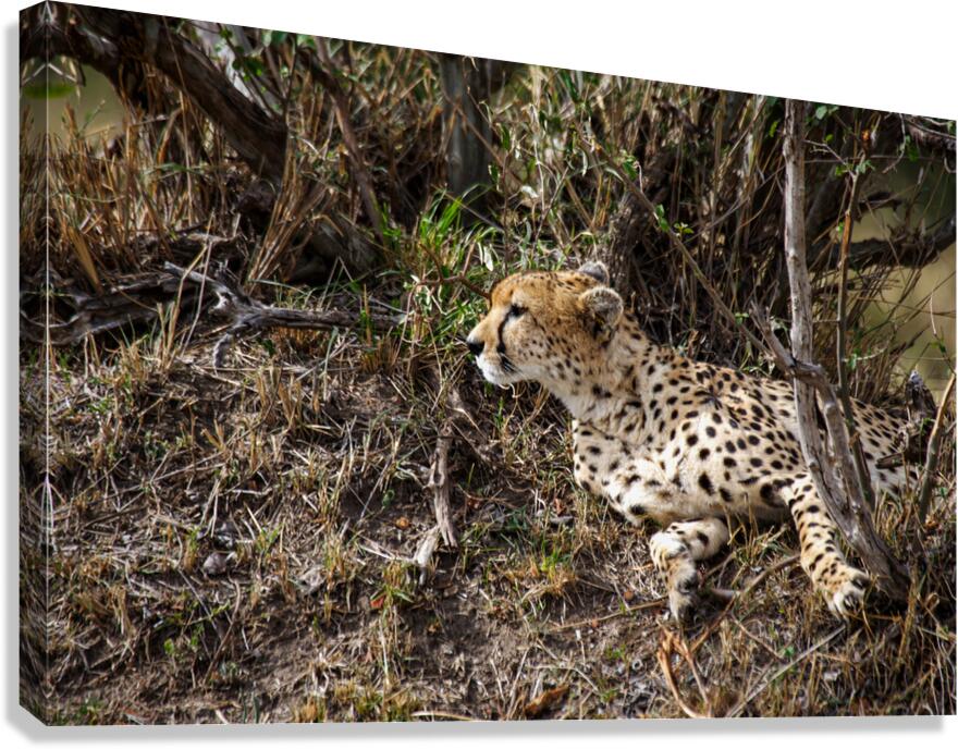 Silent Hunter Canvas Print