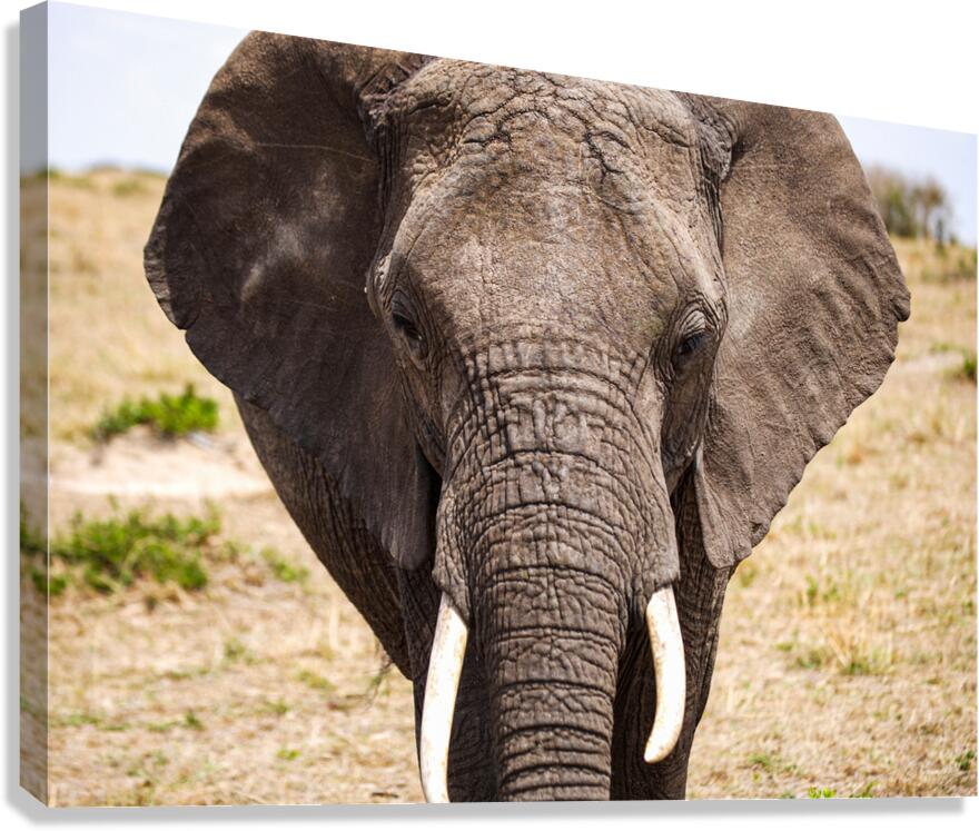 Timeless Strength Canvas Print