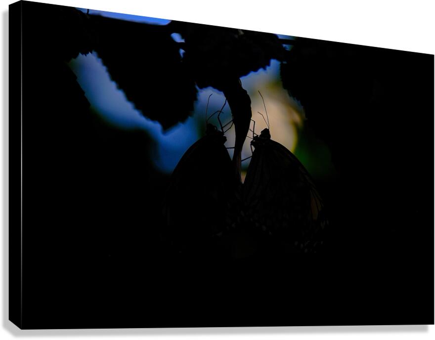 Silent Connection Canvas Print