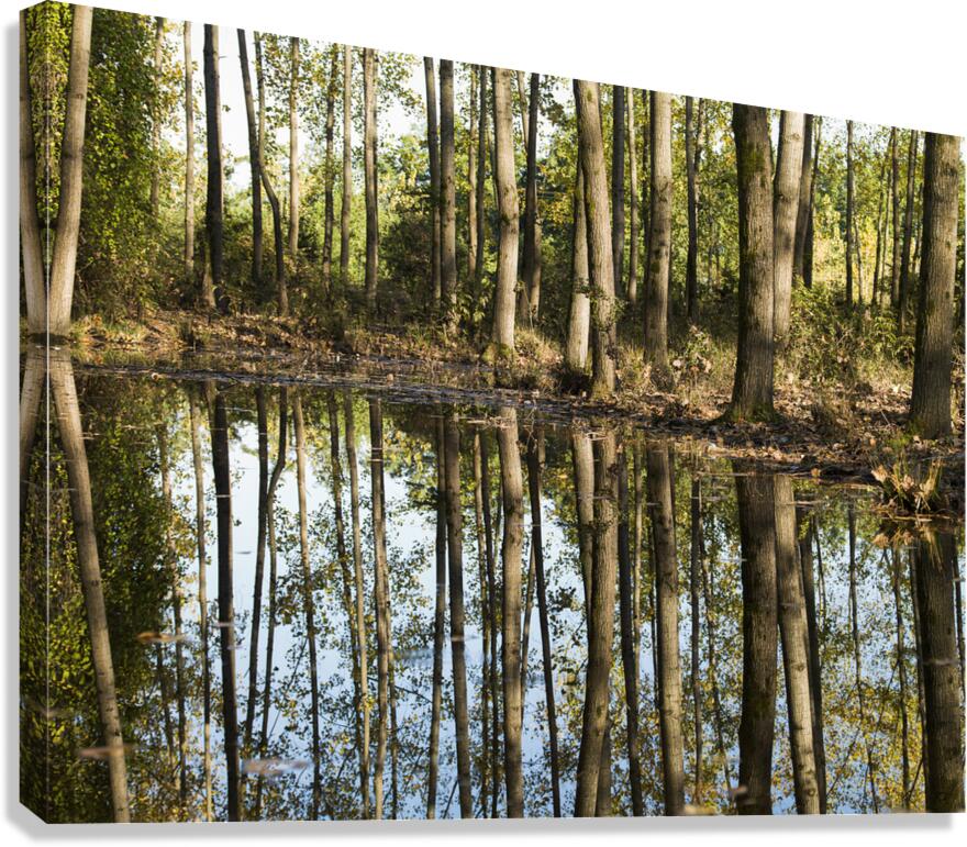 Mirror of the Woods Canvas Print