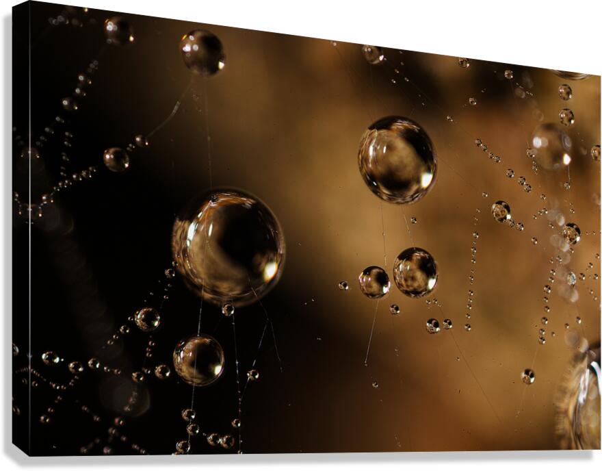 Web of Stars Canvas Print