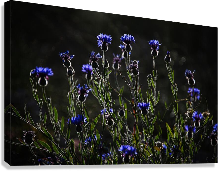 Night Dance Canvas Print