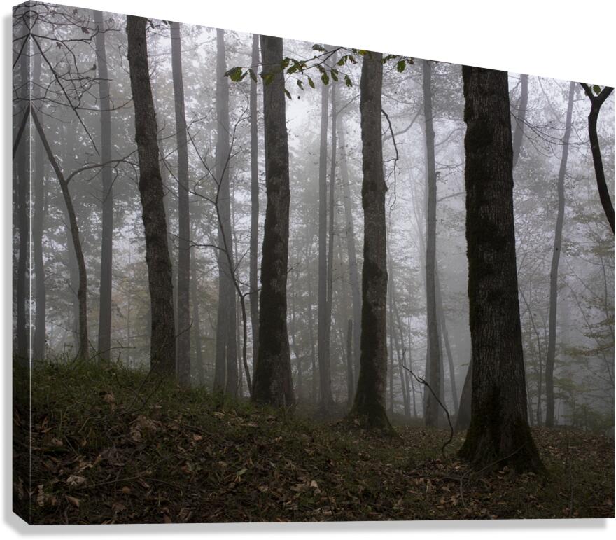 Whispers of the Fog Canvas Print