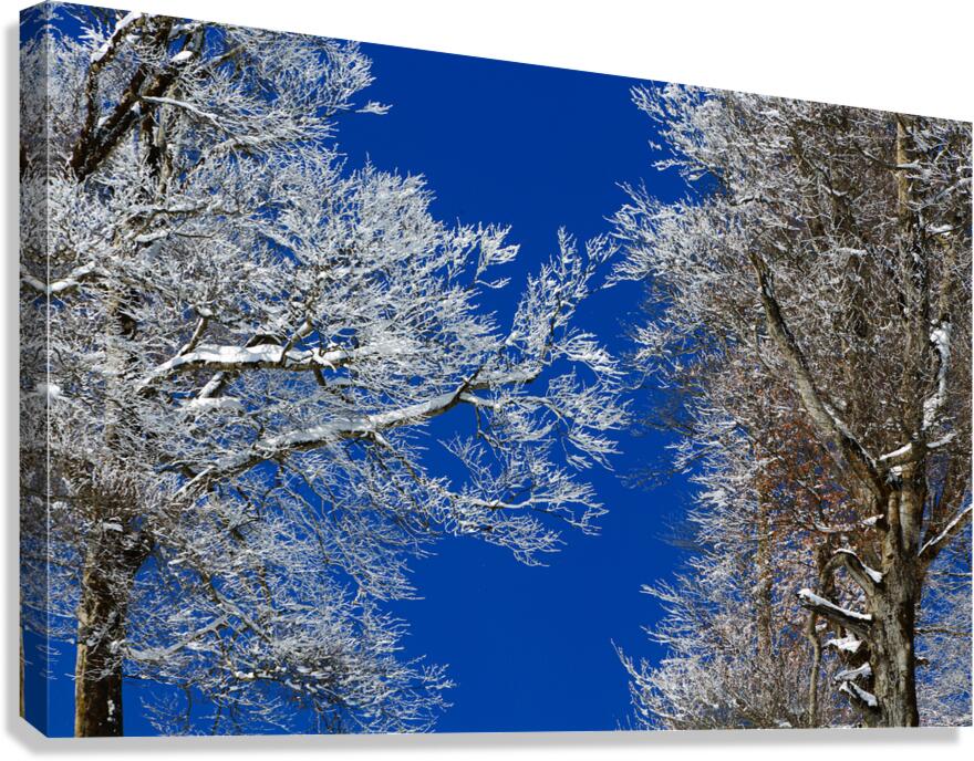 Winter’s Embrace Canvas Print