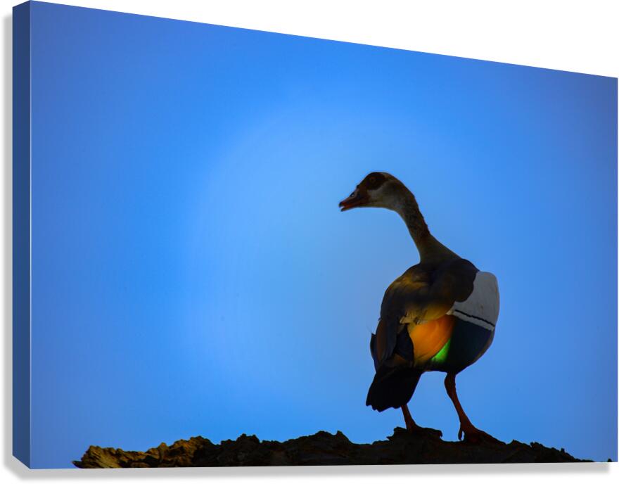 Wings of Light Canvas Print