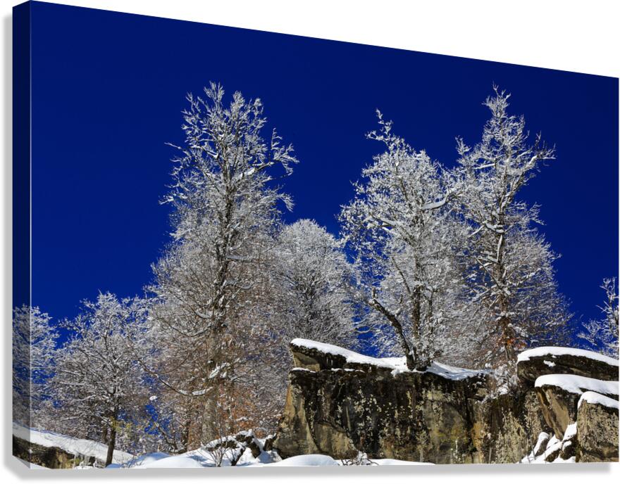 Winter Fortress Canvas Print