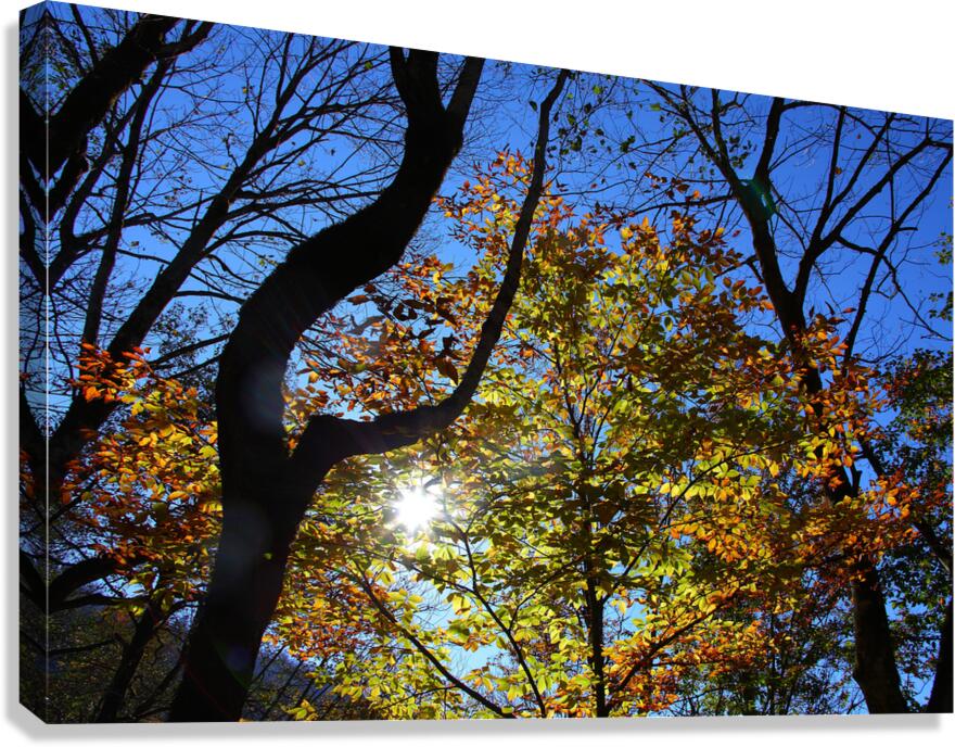 Through the Leaves Canvas Print