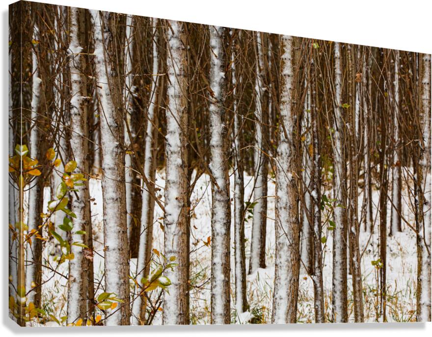 Song of Verticals Canvas Print