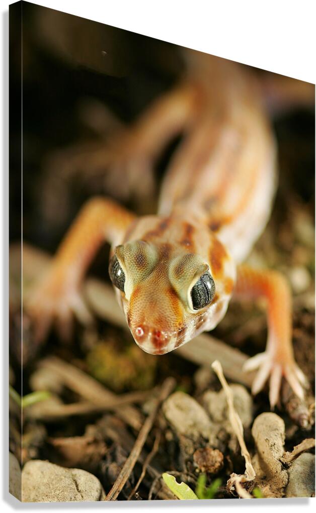 GEKO Canvas Print