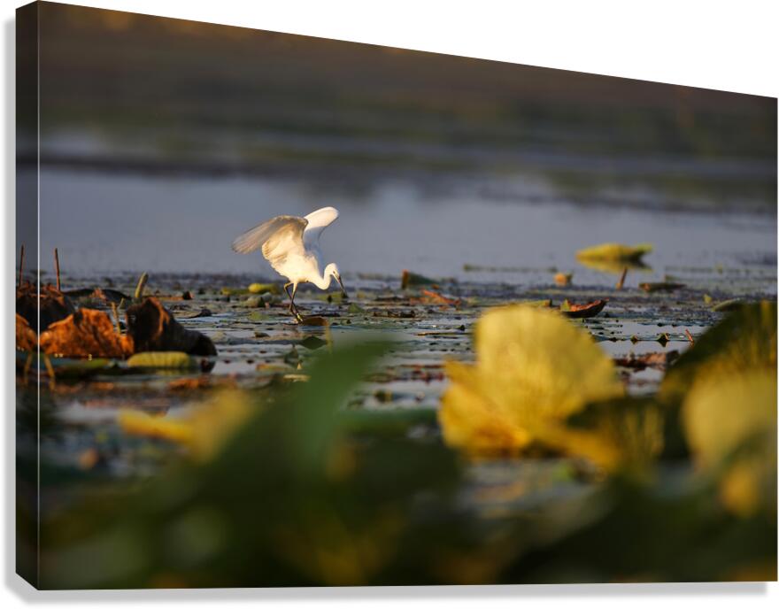 White Egret Canvas Print