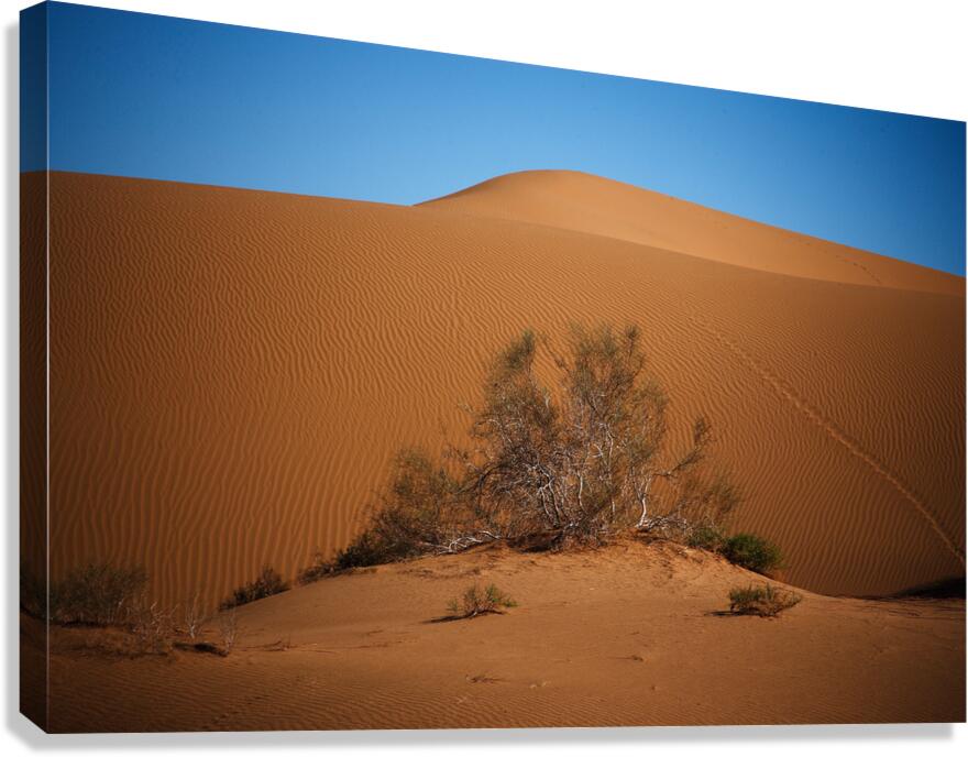 namvar 1144 Canvas Print