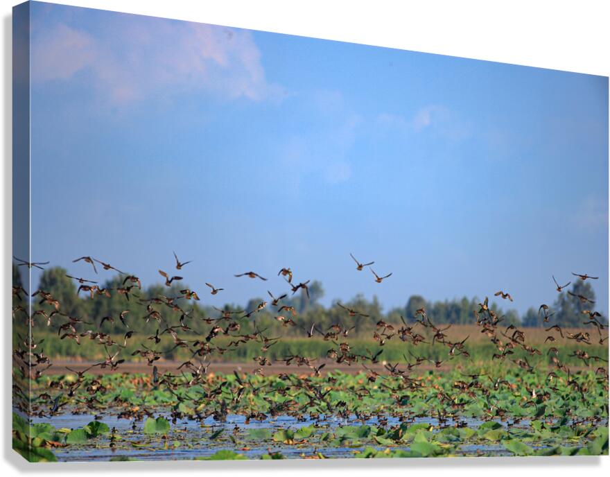 Flight of Freedom Canvas Print