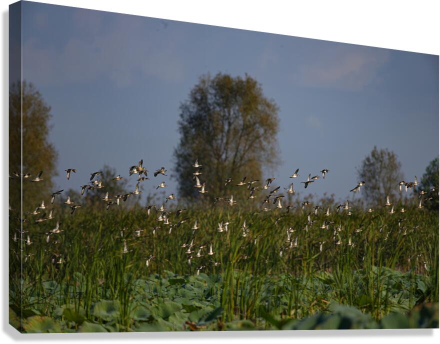 Whispers of the Marsh Canvas Print