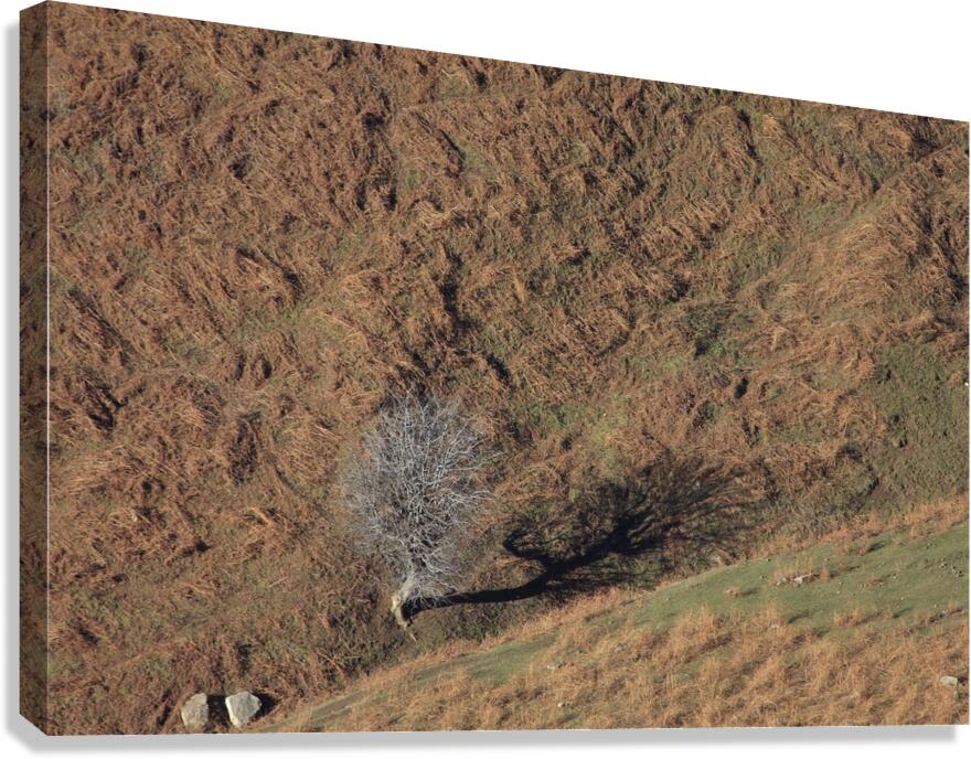 Solitary Shadow Canvas Print