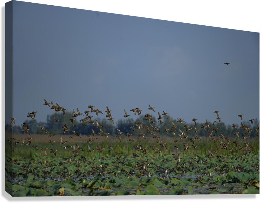 Wings Over the Wetland Canvas Print
