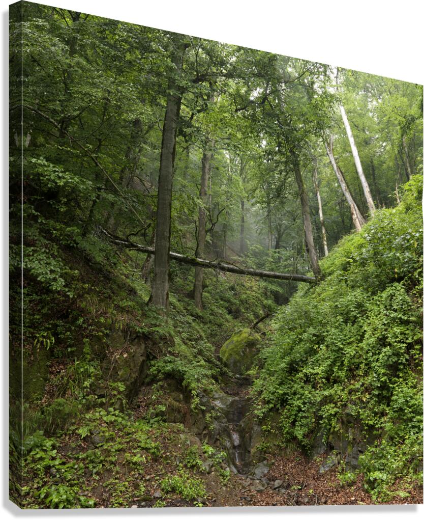 Mystic Forest Canvas Print