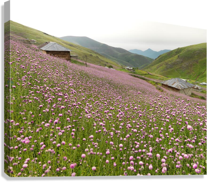 Valley of Blossoms Canvas Print