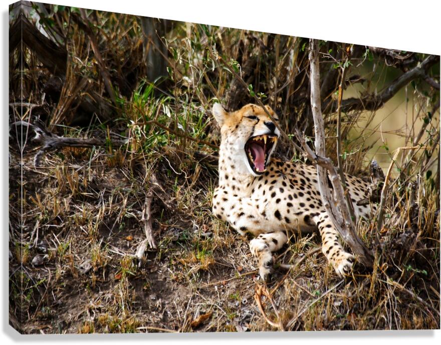 Majestic Yawn Canvas Print