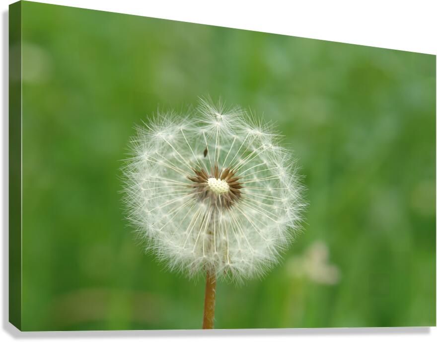 Dandelion Canvas Print