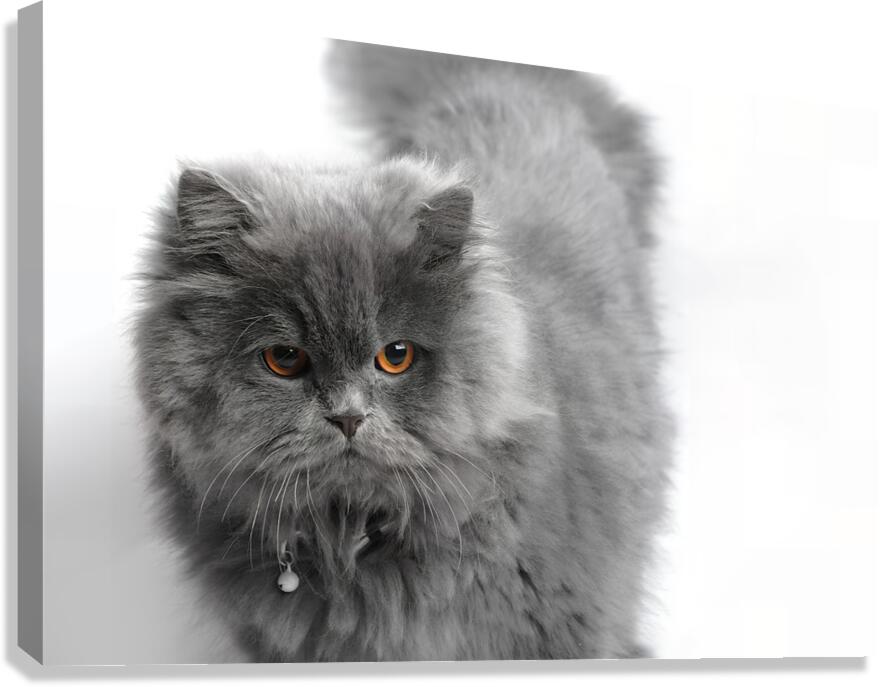 Cat Canvas Print