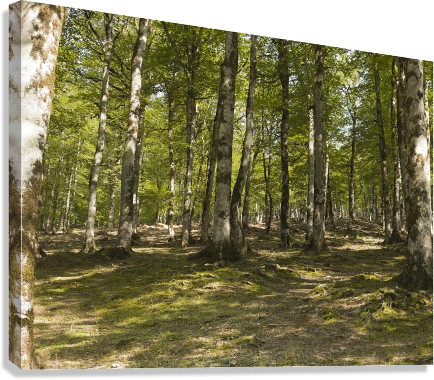 Breath of Hyrcanian Forest Canvas Print