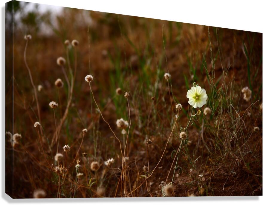 Bloom in Solitude Canvas Print
