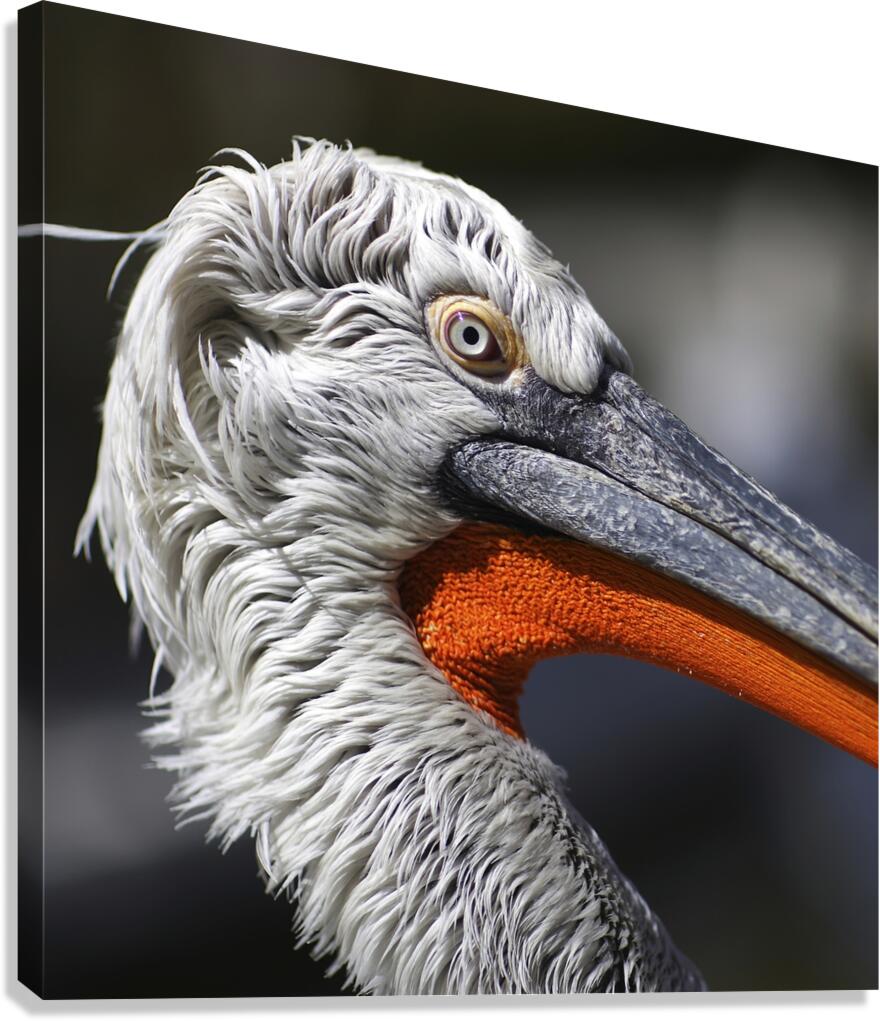 The Watchful One Canvas Print