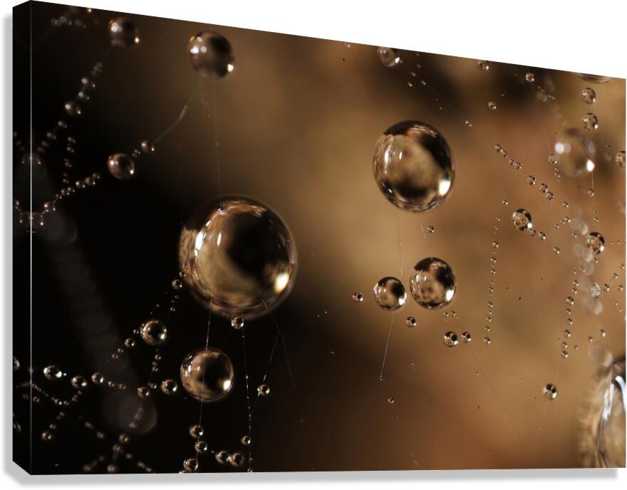 Gravity’s Whisper Canvas Print