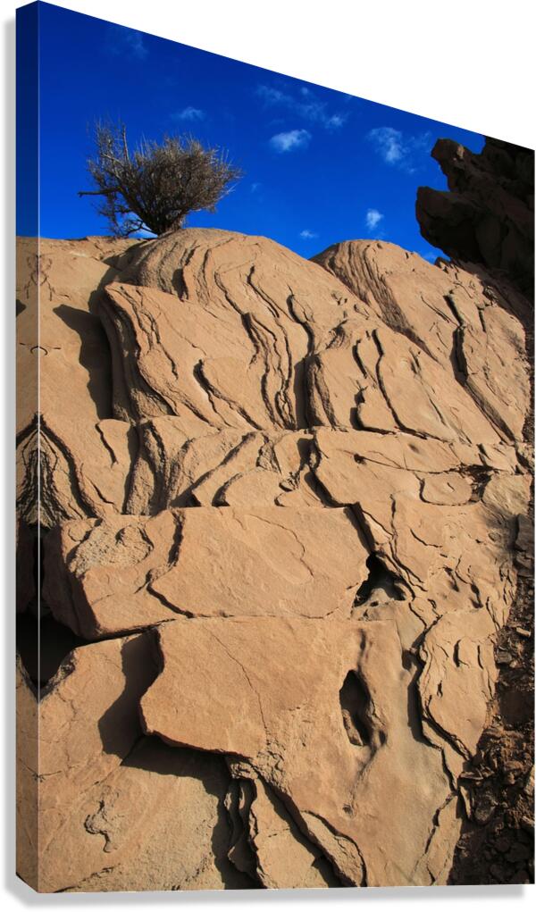 Roots of the Sky Canvas Print