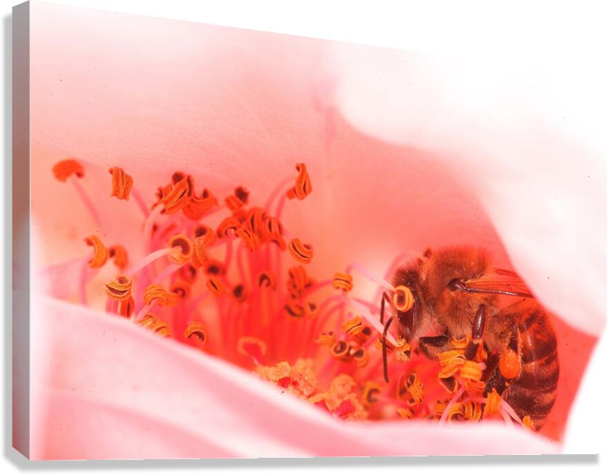 Heart of the Blossom  Canvas Print