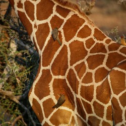 Symphony of Survival