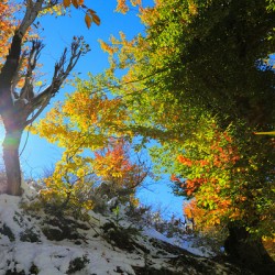 Dance of Light and Leaves