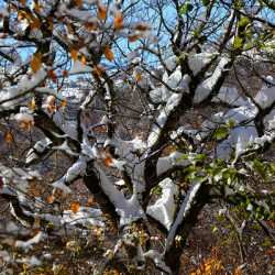 Autumn’s Last Breath