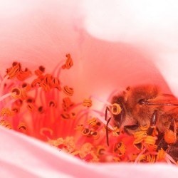 Heart of the Blossom 