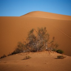 Whispers of the Dune