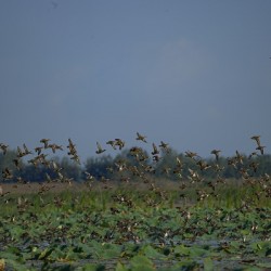 Wings Over the Wetland